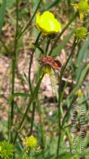 Corizus hyoscyami