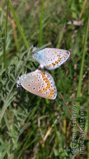 Plebejus argyrognomon