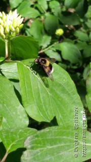 Volucella bombylans