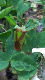 Acanthosoma haemorrhoidale