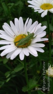 Tettigonia viridissima