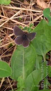 Cupido decolorata