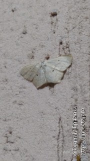 Scopula flaccidaria