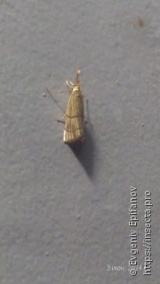 Chrysocrambus linetella