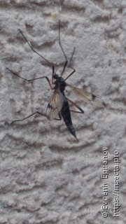 Dictenidia bimaculata