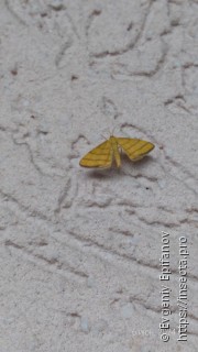 Idaea aureolaria