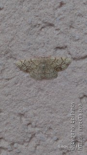 Stegania dilectaria