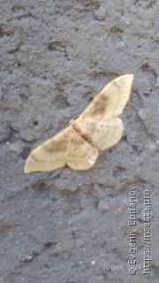 Idaea degeneraria