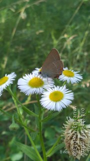 Satyrium acaciae