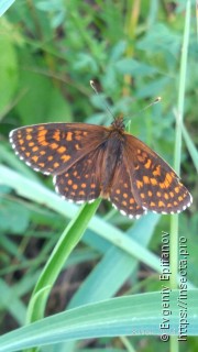 Melitaea