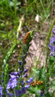 Cantharis rufa