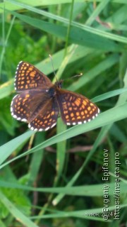 Melitaea