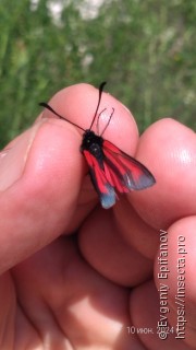 Zygaena purpuralis