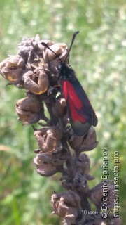 Zygaena purpuralis