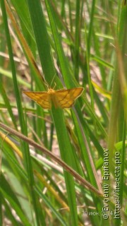 Idaea aureolaria