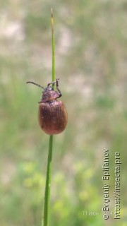 Galeruca pomonae