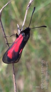 Zygaena purpuralis