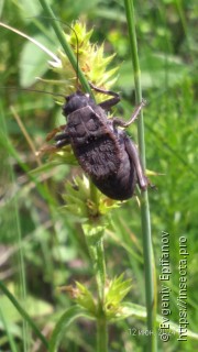 Onconotus servillei