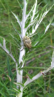 Larinus vulpes