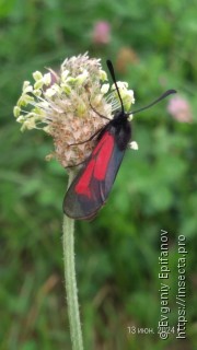 Zygaena purpuralis