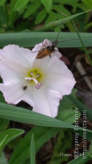 Oedemera femorata