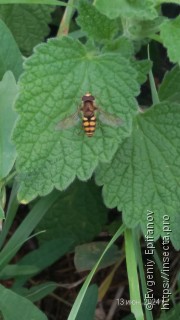 Eupeodes latifasciatus