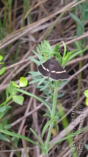 Pyrausta rectefascialis