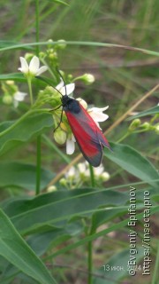 Zygaena purpuralis