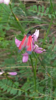 Zygaena purpuralis