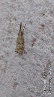 Chrysocrambus linetella