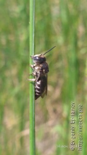 Coelioxys