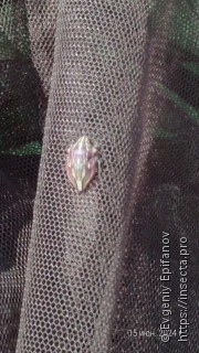 Odontotarsus purpureolineatus