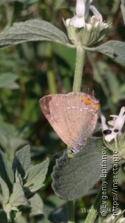 Satyrium acaciae