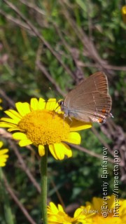 Satyrium acaciae