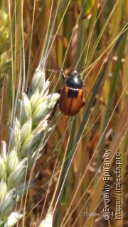 Anisoplia austriaca