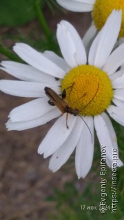 Oedemera podagrariae