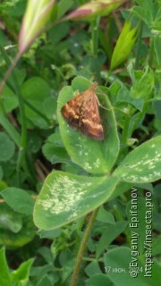 Pyrausta despicata