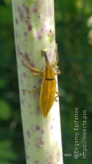 Lixus iridis