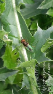 Oplodontha viridula