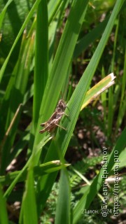 Chorthippus macrocerus