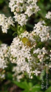 Cteniopus sulphureus