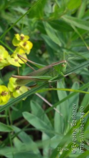 Bicolorana bicolor