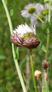 Odontotarsus purpureolineatus