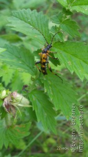 Rutpela maculata