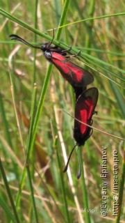 Zygaena purpuralis