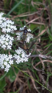 Имаго  Lomatia lateralis