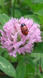 Cryptocephalus bipunctatus