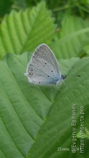 Cupido decolorata