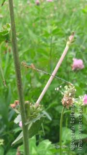 Lestes barbarus