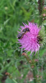 Megachilidae